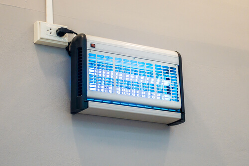 מלכודת זבובים פועלת בבית